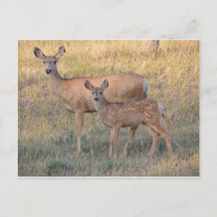 Mule Deer Doe and Fawn Postcard