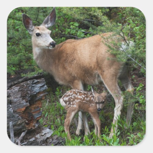 Mule Deer Doe with New Born Fawn Square Sticker