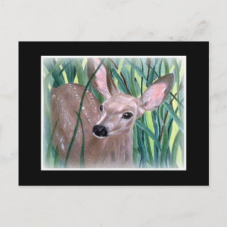 Mule Deer Fawn Postcard