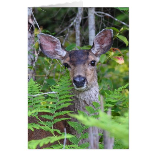 Mule Deer Frameable Art Card (Front)