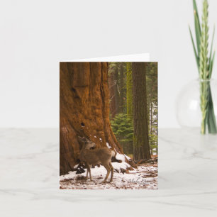 Mule Deer Greeting Card