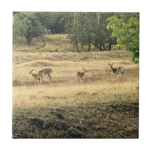 Mule Deer in a Field, Joseph, Oregon Ceramic Tile