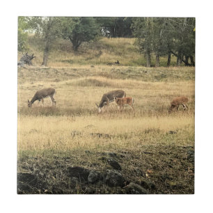 Mule Deer in a Field, Joseph, Oregon Ceramic Tile