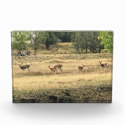 Mule Deer in a Field Joseph Oregon Photo Block