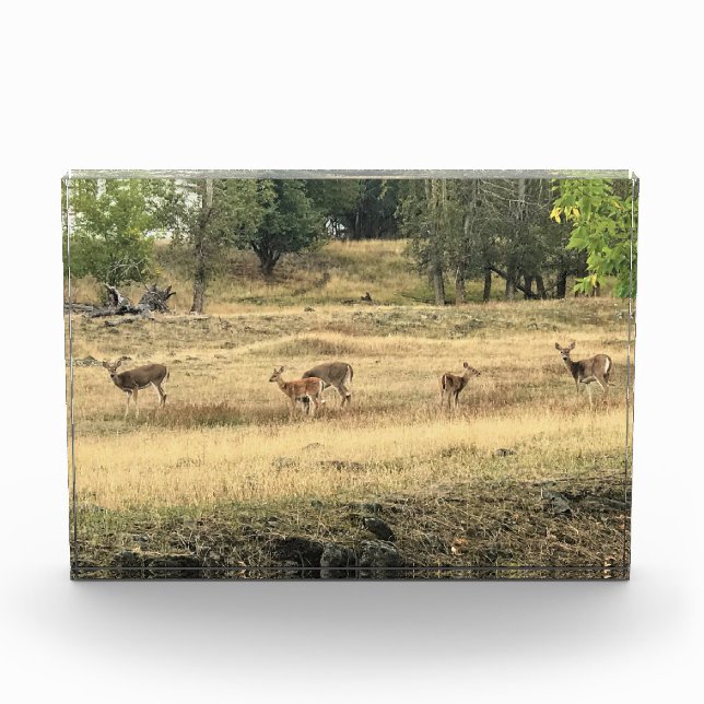 Mule Deer in a Field, Joseph, Oregon Photo Block (Front)