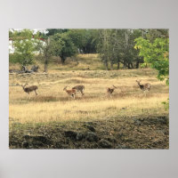Mule Deer in a Field, Joseph, Oregon