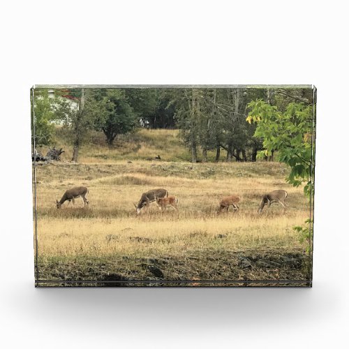 Mule Deer in a Field Photo Block