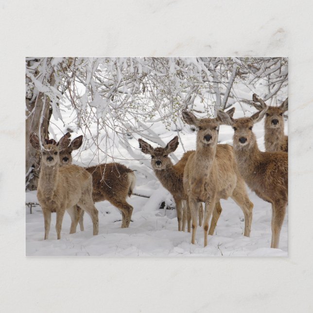 Mule Deer in Snow Holiday Postcard (Front)