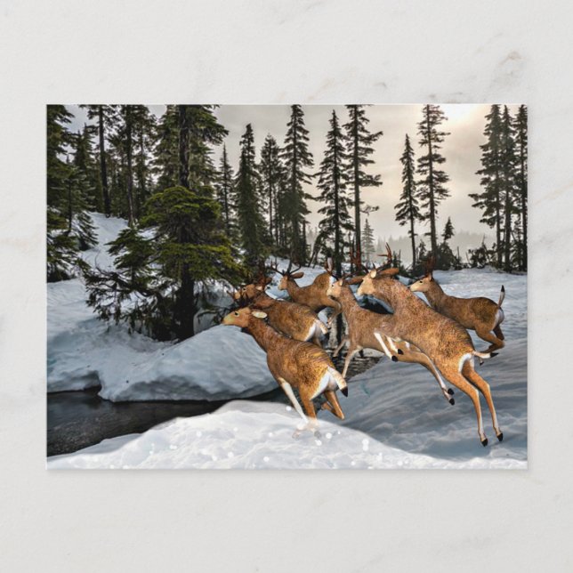 Mule Deer in the Snow / Winter Season Postcard (Front)