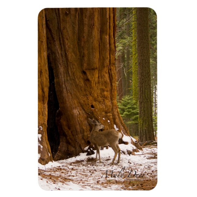 Mule Deer Magnet (Vertical)