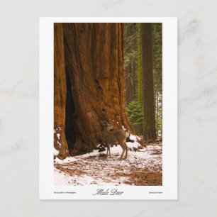 Mule Deer Photo Postcard
