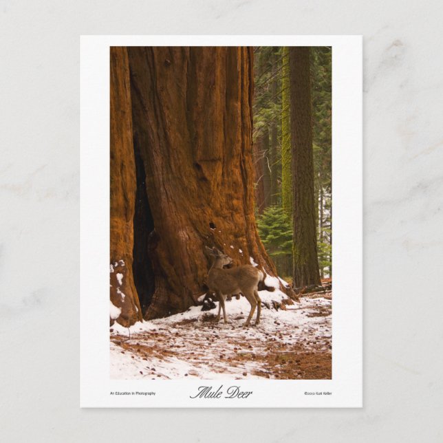 Mule Deer Photo Postcard (Front)