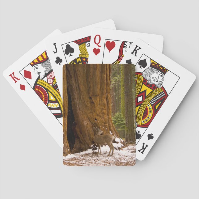 Mule Deer Poker Cards (Back)