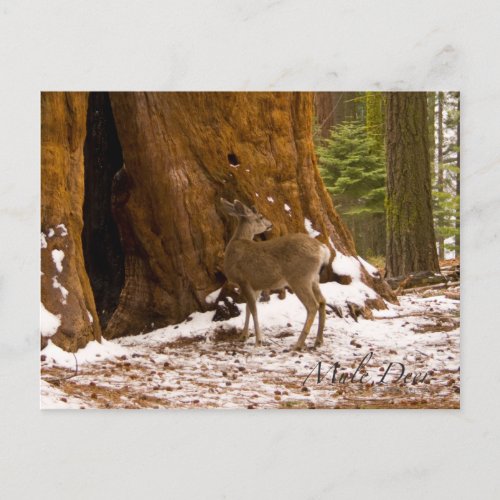 Mule Deer Postcard