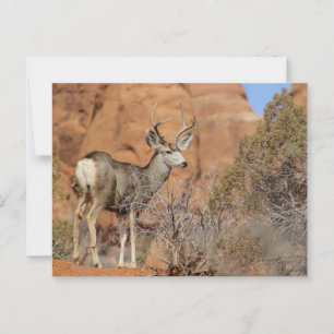Mule Deer Postcard