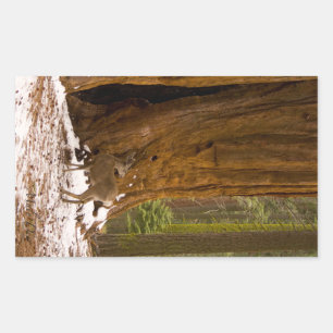 Mule Deer Rectangular Sticker