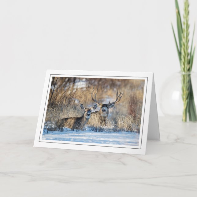 Mule Deer Resting in Snowy Grass Holiday Card (Front)