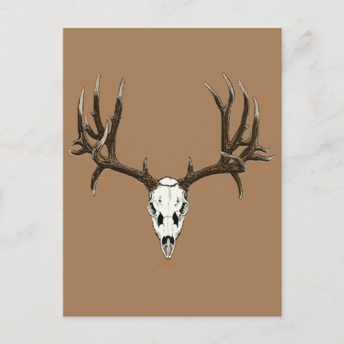 Mule deer skull postcard