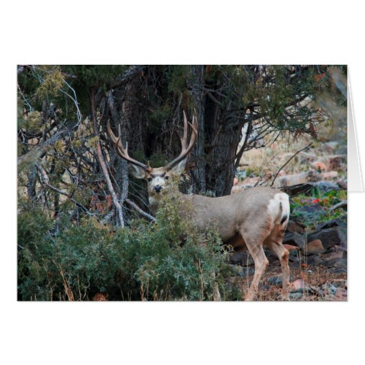Mule deer spur buck cards (Front Horizontal)