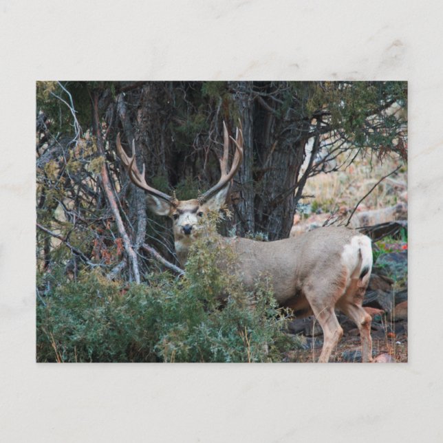 Mule deer spur buck postcard (Front)