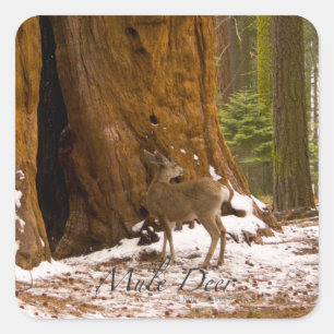 Mule Deer Square Sticker
