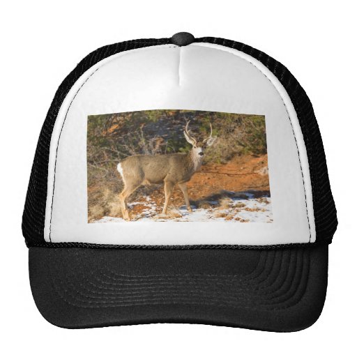 Mule Deer Staring Trucker Hat | Zazzle