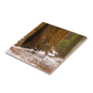 Mule Deer Tile