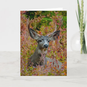 Mule Deer with fall colors Thank You Card