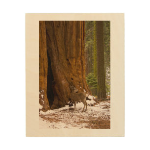 Mule Deer Wood Wall Decor