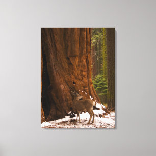 Mule Deer Wrapped Canvas Print
