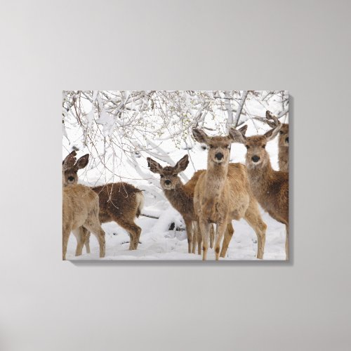 Mule Deer Wyoming Canvas Print