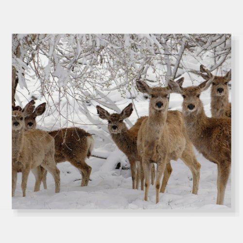 Mule Deer Wyoming Foam Board