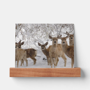 Mule Deer Wyoming Picture Ledge