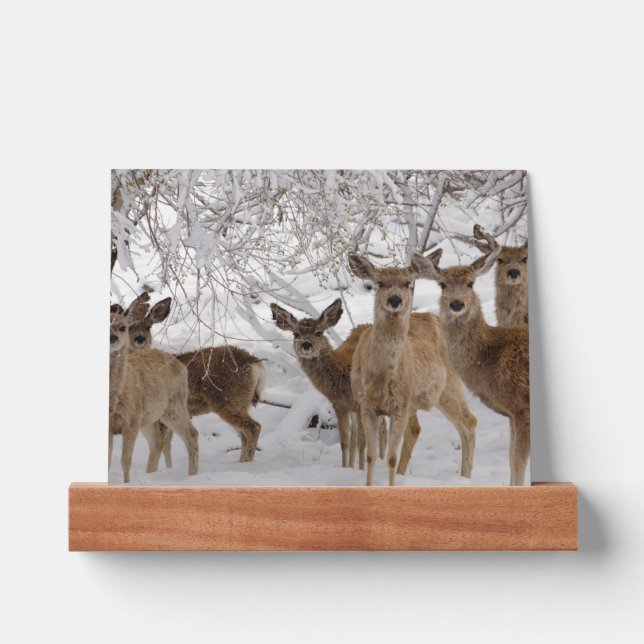 Mule Deer Wyoming Picture Ledge (Front)