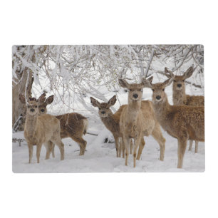 Mule Deer Wyoming Placemat