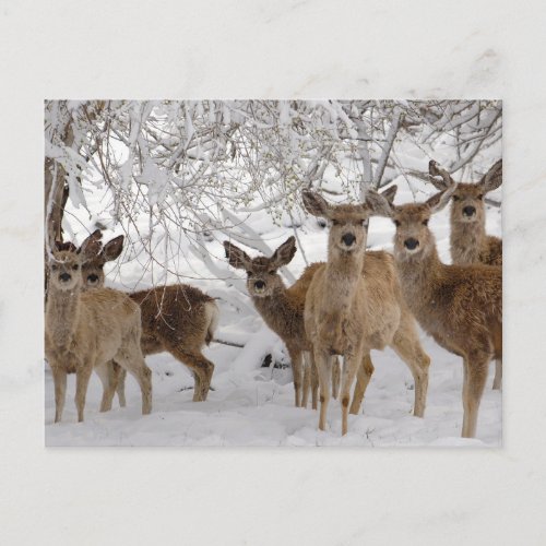 Mule Deer Wyoming Postcard