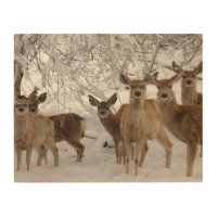 Mule Deer Wyoming