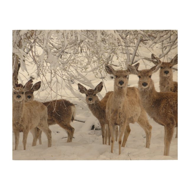 Mule Deer Wyoming Wood Wall Art (Front)
