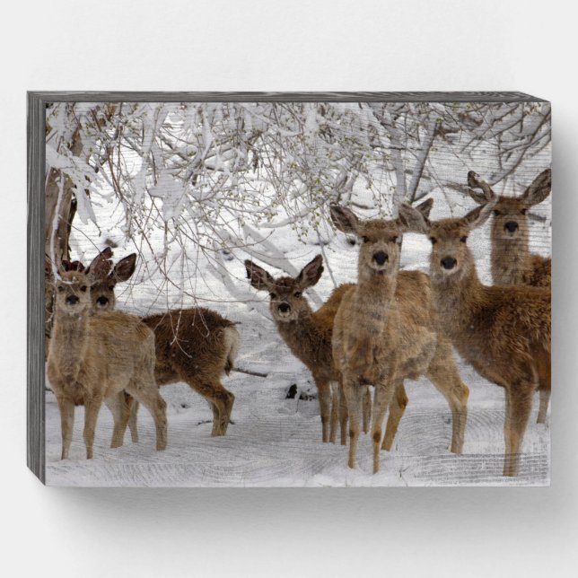 Mule Deer Wyoming Wooden Box Sign (Front Horizontal)