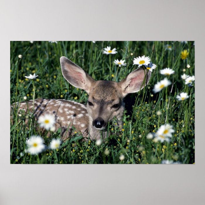 Mule Deer young fawn lying in green field of white Posters