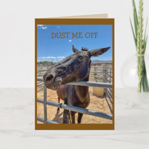 Mule donkey horse so friendly with straw card