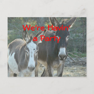 Mule Postcard-any occasion-customize Postcard