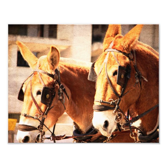 mule team photo print (Front)