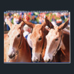 MULES MULES MULES CALENDAR<br><div class="desc">PICTURES OF MULES FROM MULE DAYS IN COLUMBIA TN,  FROM WOODBURY TN FROM WOOFORD KY,  AND FROM OZARK MULE DAYS</div>