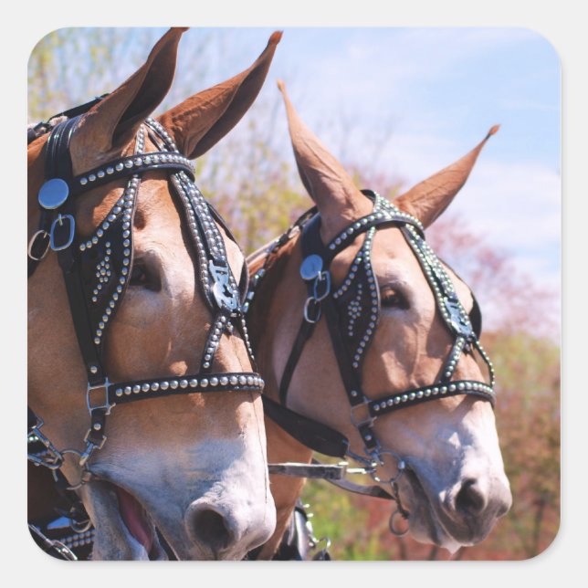 mules square sticker (Front)
