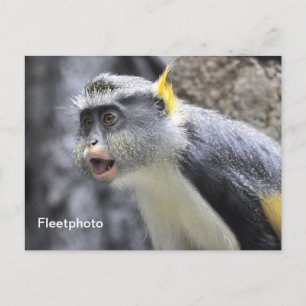 Muli-colored Wolf Monkey Postcard