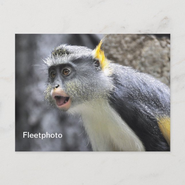 Muli-colored Wolf Monkey Postcard (Front)