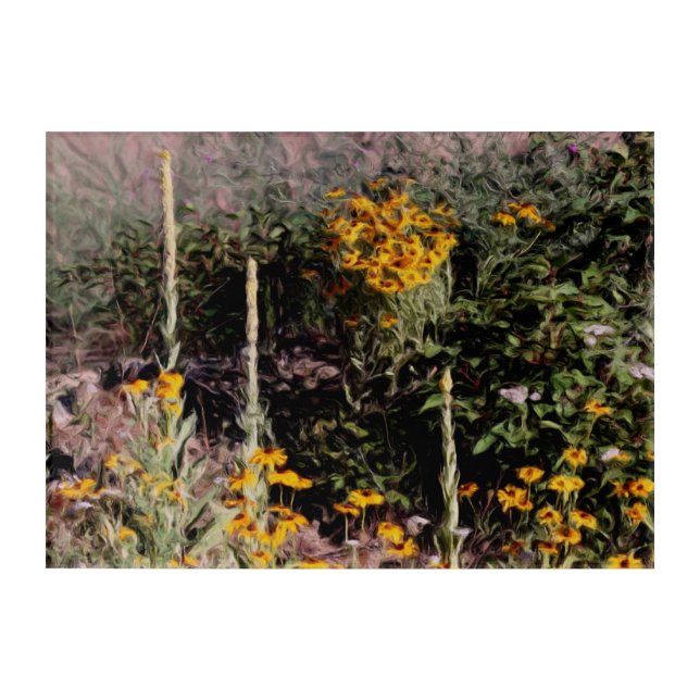 Mulleins Black Eyed Susan Flowers   Acrylic Print (Front)