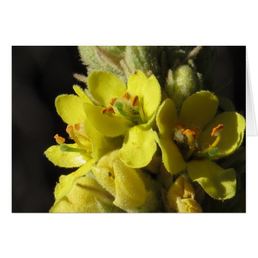 Mullen Flowers Cards (Front Horizontal)