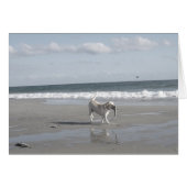 Mullet Pup II (Front Horizontal)